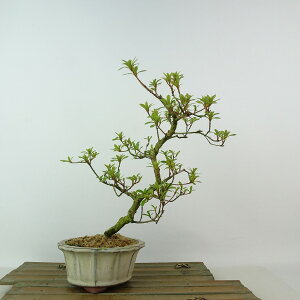 ~ H P  22cm  Rhododendron indicum TcL ccW Ύ Ϗܗp i 