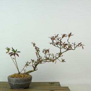 ~ H   17cm  Rhododendron indicum TcL ccW Ύ Ϗܗp i i 