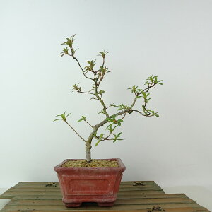 ~ H Ђǂ  24cm  Rhododendron indicum TcL ccW Ύ Ϗܗp i 
