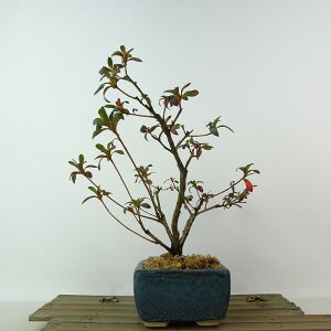~ H V  21cm  Rhododendron indicum TcL ccW Ύ Ϗܗp i 