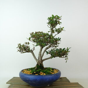 ~ H ܂̕  25cm  Rhododendron indicum TcL ccW Ύ Ϗܗp i
