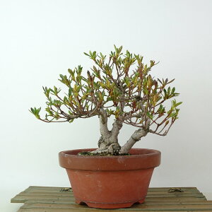 ~ H ԉ  15cm  Rhododendron indicum TcL ccW Ύ Ϗܗp i i 