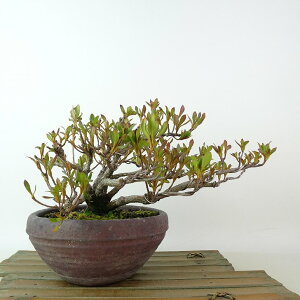 ~ H ͂Ȃт  12cm  Rhododendron indicum TcL ccW Ύ Ϗܗp i i 