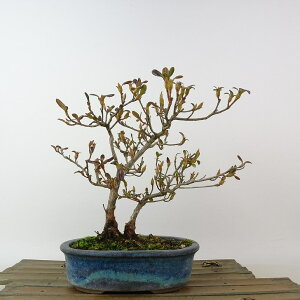 ~ H   17cm  Rhododendron indicum TcL ccW Ύ Ϗܗp i i 