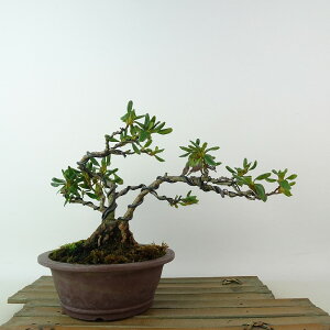 ~ H ݂̂܏  15cm  Rhododendron indicum TcL ccW Ύ Ϗܗp i i 
