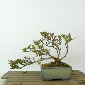 ~ H  11cm  Rhododendron indicum TcL ccW Ύ Ϗܗp i i 