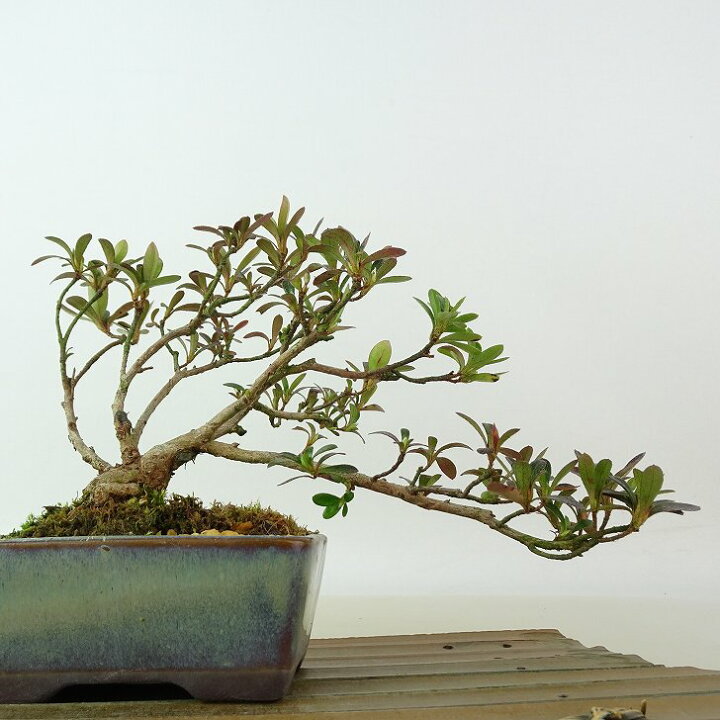 盆栽 皐月 旭の泉 樹高 約45cm さつき Rhododendron indicum サツキ 