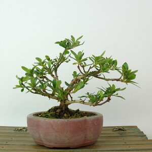 ~ H  11cm  Rhododendron indicum TcL ccW Ύ Ϗܗp i i 