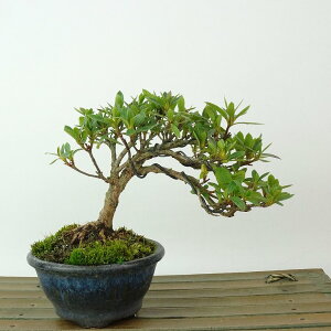 ~ H  10cm  Rhododendron indicum TcL ccW Ύ Ϗܗp i i 
