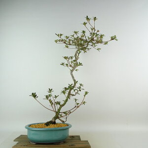 ~ H @̋  49cm  Rhododendron indicum TcL ccW Ύ Ϗܗp i 
