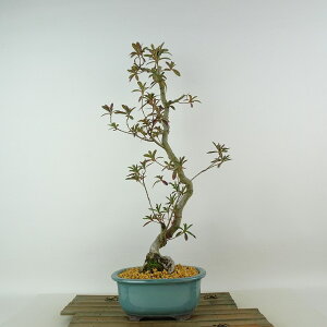 ~ H @̋  43cm  Rhododendron indicum TcL ccW Ύ Ϗܗp i 