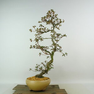 ~ H  41cm  Rhododendron indicum TcL sN  ccW Ύ Ϗܗp i 