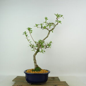 ~ H @̋  39cm  Rhododendron indicum TcL ccW Ύ Ϗܗp i 