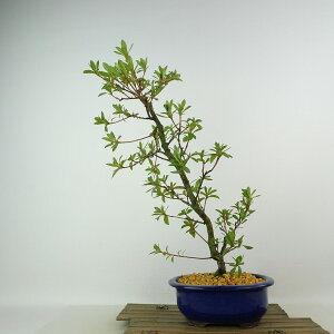 ~ H   37cm  Rhododendron indicum TcL ccW Ύ Ϗܗp i 