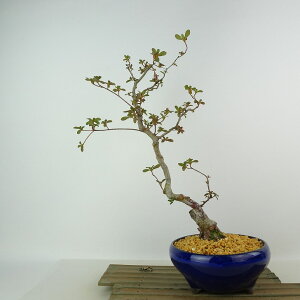 ~ H [R  37cm  Rhododendron indicum TcL ccW Ύ Ϗܗp i 