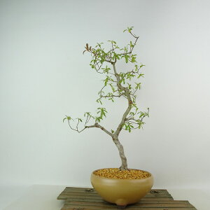 ~ H Ԑ  37cm  Rhododendron indicum TcL ccW Ύ Ϗܗp i 