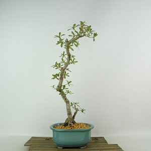 ~ H b{  35cm  Rhododendron indicum TcL ccW Ύ Ϗܗp i