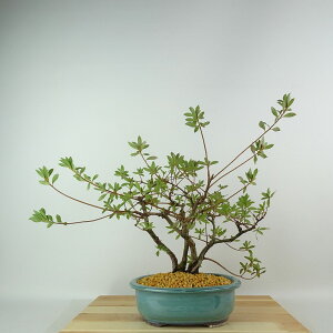 ~ H   33cm  Rhododendron indicum TcL ccW Ύ Ϗܗp i 