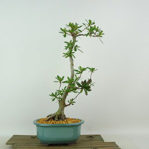 ~ H   31cm  Rhododendron indicum TcL ccW Ύ Ϗܗp i 