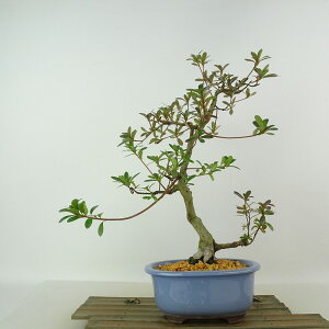 ~ H _  30cm  Rhododendron indicum TcL ccW Ύ Ϗܗp i 