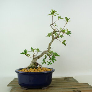 ~ H _  28cm  Rhododendron indicum TcL ccW Ύ Ϗܗp i 