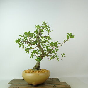 ~ H ̐  27cm  Rhododendron indicum TcL ccW Ύ Ϗܗp i 