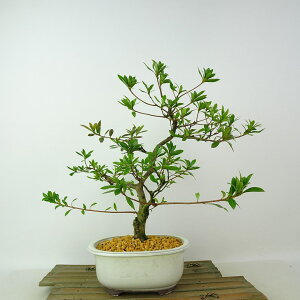 ~ H   27cm  Rhododendron indicum TcL ccW Ύ Ϗܗp i 
