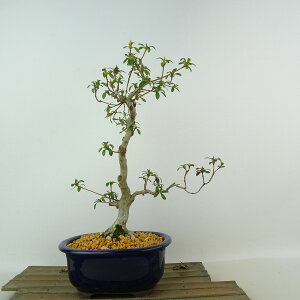 ~ H   27cm  Rhododendron indicum TcL ccW Ύ Ϗܗp i 