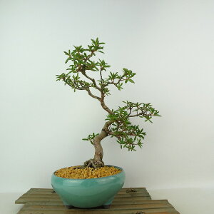 ~ H ̋P  26cm  Rhododendron indicum TcL ccW Ύ Ϗܗp i 