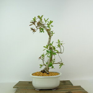 ~ H _  26cm  Rhododendron indicum TcL ccW Ύ Ϗܗp i 