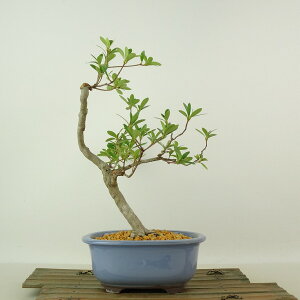 ~ H _  25cm  Rhododendron indicum TcL ccW Ύ Ϗܗp i 