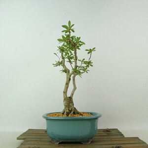 ~ H @̋  24cm  Rhododendron indicum TcL ccW Ύ Ϗܗp i 