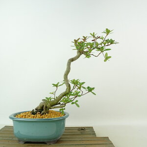 ~ H _  24cm  Rhododendron indicum TcL ccW Ύ Ϗܗp i 