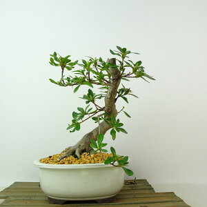 ~ H   19cm  Rhododendron indicum TcL ccW Ύ Ϗܗp i i 