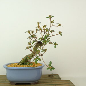 ~ H z  19cm  Rhododendron indicum TcL ccW Ύ Ϗܗp i i 