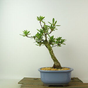 ~ H vw  19cm  Rhododendron indicum TcL ccW Ύ Ϗܗp i i 