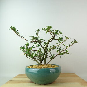 ~ H gP  22cm  Rhododendron indicum TcL ccW Ύ Ϗܗp i 