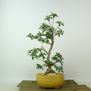 ~ H   25cm  Rhododendron indicum TcL ccW Ύ Ϗܗp i 