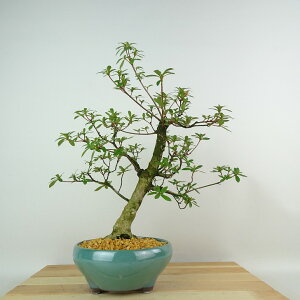 ~ H   34cm  Rhododendron indicum TcL ccW Ύ Ϗܗp i 
