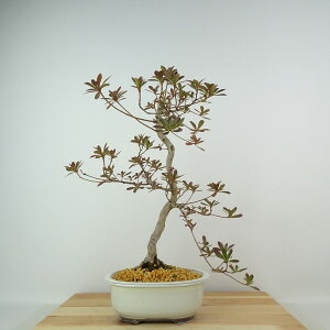 ~ H u  32cm  Rhododendron indicum TcL ccW Ύ Ϗܗp i 