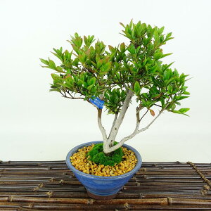 ~ H eP  22cm  Rhododendron indicum TcL ccW Ύ Ϗܗp i 