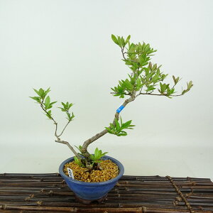 ~ H   25cm  Rhododendron indicum TcL ccW Ύ Ϗܗp i 