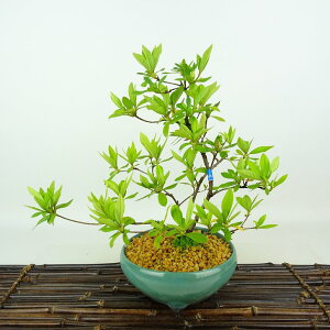 ~ H Ō  26cm  Rhododendron indicum TcL ccW Ύ Ϗܗp i 