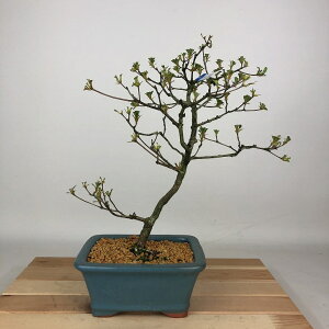 盆栽 皐月 静香 樹高 約28cm さつき Rhododendron indicum サツキ ツツジ科 常緑樹 観賞用 現品 送料無料