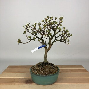 ~ H  21cm  Rhododendron indicum TcL ccW Ύ Ϗܗp i 