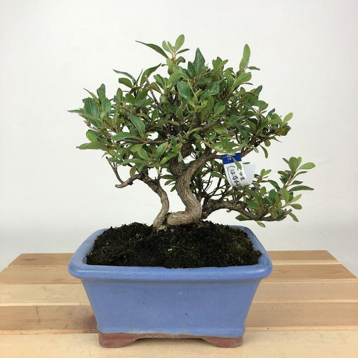 楽天市場】盆栽 皐月 はなびん 樹高 約16cm さつき Rhododendron 