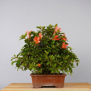 �~�� �H�� �R�̌� ���� �� 22cm ���� Rhododendron indicum �T�c�L �c�c�W�� ��Ύ� �ӏ� �Ϗܗp ���i