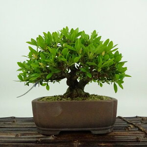 ~ H ̎i  14cm  Rhododendron indicum TcL ccW Ύ Ϗܗp i i
