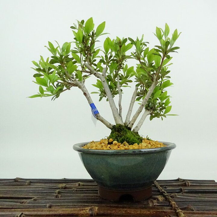 楽天市場】盆栽 皐月 菊姫 樹高 約18cm さつき Rhododendron indicum 