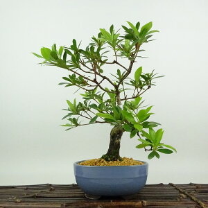 ~ H q  20cm  Rhododendron indicum TcL ccW Ύ Ϗܗp i i 
